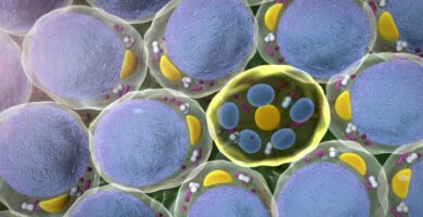 What Are Mesothelial Cells?