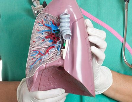 Everything You Need to Know about the Pleura & Mesothelioma