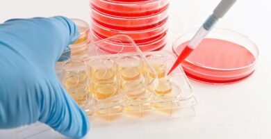 Enhancing Mesothelioma Research with Primary Cell Lines