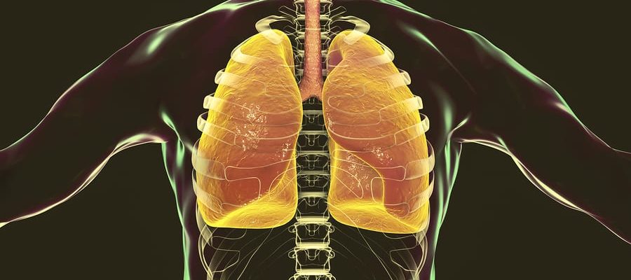 Lung diagram