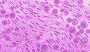 Illustration of biphasic cells under a microscope