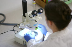 A researcher examines cancer cells under a microscope