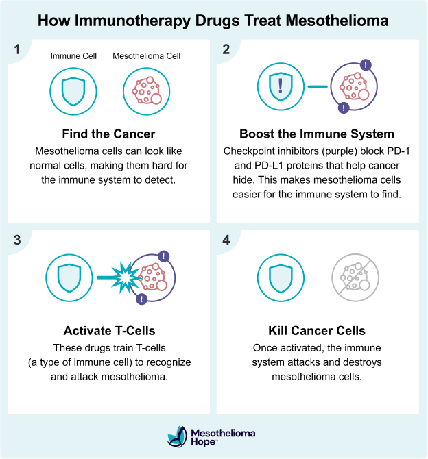 How Immunotherapy Drugs Treat Mesothelioma