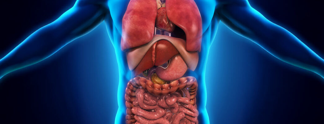 Illustration of the human torso highlighting internal organs, including the lungs, heart, liver, stomach, intestines, and diaphragm, shown in a semi-transparent view of the body